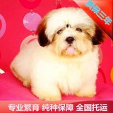 犬舍特价出售京巴狗北京犬纯种西施犬三色两色宠物狗长毛幼犬血统