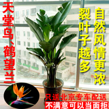 天堂鸟鹤望兰大型绿植室内盆栽绿植物花卉办公室客厅盆栽好养北京