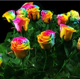 荷兰进口春播四季花卉种子彩虹玫瑰种子阳台盆栽花种子50粒装包邮