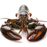 【指定连接，慎拍】加拿大龙虾450g 进口海鲜鲜活大龙虾