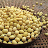 农家自种土黄豆 磨豆浆 可发芽 黑脐黄豆 非转基因农村最老品种