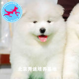 专业的萨摩犬纯种幼犬出售 犬舍培育繁殖萨摩耶宠物狗