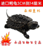2015进口北美鳄龟3CM以上鳄鱼龟小鳄龟苗乌龟活体宠物龟水陆龟