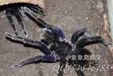 玻利维亚钢铁蓝活体宠物蜘蛛捕鸟蛛10cm公