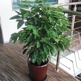 平安树办公室大型盆栽绿植 客厅室内绿植净化空气吸甲醛元宝树