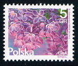 K1410波兰2015花卉普通邮票紫罗兰1全新0304