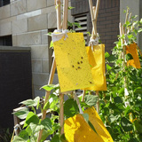 台湾强力双面黄板 粘虫纸 粘虫板 诱虫板 环保杀虫时效长园艺用品
