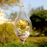 悬挂式玻璃花瓶 双尖多肉植物花瓶 透明水培花器 家居工艺品
