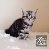待售【seven的猫咪】CFA注册美短银虎斑银色标准斑MM母猫★蓝宝