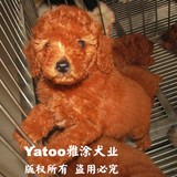 ▉可爱迷你型泰迪红贵宾狗狗-贵妇-泰迪MM▉幼犬支持支付宝
