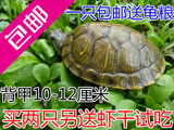 乌龟活体巴西彩红耳龟情侣龟宠物水陆招财龟一只10-12厘米 包邮