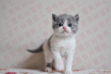 英国短毛猫纯种英短蓝白蓝猫DD蓝白正八立耳公幼猫无折耳基因