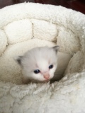 在售幼猫真猫实价-海豹双色布偶猫枫叶穿眼超正八字布娃娃猫活体