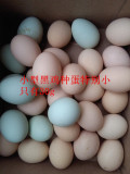 种蛋，种鸡蛋，受精蛋，孵化用种蛋，小型土鸡种蛋，小黑鸡种蛋