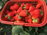 草莓之乡 奶油草莓1.9斤/件 盼盼草莓园 农家乐欢迎您