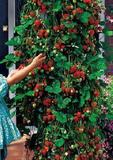 天天花卉 四季草莓苗木 攀援草莓 可以爬藤的 草莓种子哦 7元40粒
