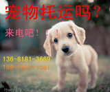 上海至全国宠物托运猫狗随机托运代办三证提供航空箱一条龙服务