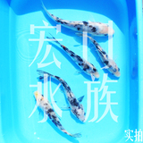 纯种日本锦鲤 普通白写锦鲤 5-9CM 观赏鱼 风水鱼 金鱼活体