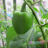 绿甜椒 辣椒 蔬菜种子 阳台种菜 家庭盆栽 园艺种植 有机正品菜种