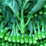 芥蓝 蔬菜种子芥兰 阳台种菜 家庭盆栽种植 有机蔬菜  满18包邮