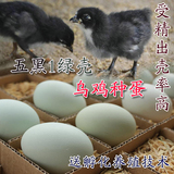 正宗绿壳乌鸡受精蛋蛋旧院黑凤黑丝羽孵化种蛋五黑一绿纯种小鸡苗