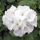 花婆婆 进口春秋播易种花种子 英国Floranova 天竺葵 地平线 白色