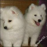 萨摩耶幼犬出售 家养 赛级 白色 中型犬 微笑天使 家养 纯种 上门