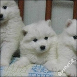 萨摩耶幼犬出售 家养 赛级 白色 中型犬 微笑天使 家养 纯种 上门