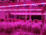 LED植物生长灯/育苗灯/组培灯/蔬菜/花卉/多肉/大棚/植物补光灯