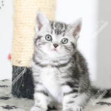 起司猫 宠物猫 短毛猫 美国短毛猫 立耳 银虎斑  母猫 标准斑