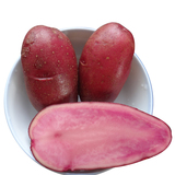 新鲜上市！红玉土豆、红皮红心土豆、红土豆种子 一级原种