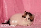 加菲猫宠物猫咪/异国短毛猫/家养纯种短毛/幼猫活体双色弟弟公猫
