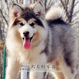 出售纯种灰色阿拉斯加犬纯种幼犬纯种阿拉斯加犬雪橇犬阿拉斯加犬