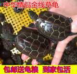 乌龟活体 中华草龟宠物龟冷水龟 金线龟墨龟一只6-9厘米包邮