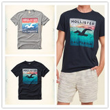 正品 现货AF副牌 Hollister HCO 海鸥 16新款经典图案 T恤 男款