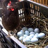 正宗农家林地杂粮散养绿壳土鸡蛋20枚新鲜营养柴鸡蛋宝宝月子辅食