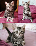 【猫艺家园】CFA 美国短毛猫 银虎斑标准斑 美短 MM  茜茜