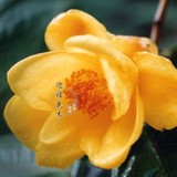 【防城普通金花茶】植物界熊猫开金色花朵的珍稀名贵植物盆栽树苗
