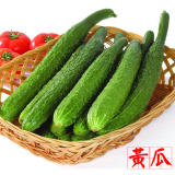 爱澜 黄瓜种子 高产种子  蔬菜瓜果 有机蔬菜种植 阳台绿色菜园