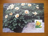 瑞典2001-花卉极限片-3