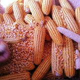 2015年农家新货干玉米粒玉米籽粗粮杂粮鸽子鸡鸭鸟食饲料500g袋