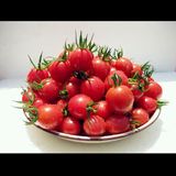 孕妇可用新鲜蔬菜水果粉贝贝圣女果樱桃小西红柿番茄农家自种5斤