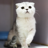 【千宠名猫馆】银色渐层 脸部胸部纯白 纯种苏格兰折耳猫 幼猫