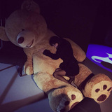 超大号熊猫公仔2米大狗熊抱抱熊泰迪熊美国大熊1.6米毛绒玩具女生