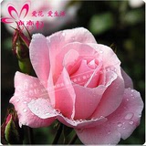 新款玫瑰花种子批发 春季阳台盆栽植物 多年生花卉观花种子恋恋轩