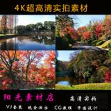 美丽秋景枫叶红叶4K视频素材超高清实拍秋天自然大树叶大自然风景