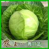 蔬菜种子 阳台种菜 盆栽 甘蓝种子 包菜 青甘蓝400粒 满9.9包邮
