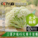 北大杨哥 新鲜有机种植无公害蔬菜保鲜包装花菜
