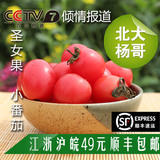 北大杨哥 有机种植无公害水果蔬菜樱桃小番茄圣女果