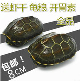 中华草龟活体宠物龟情侣龟乌龟水龟招财龟观赏龟8-9CM一对包邮！